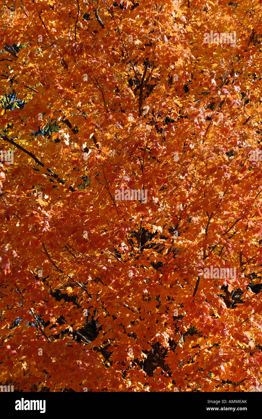 Farben des Herbstes im Überfluss, wie Bäume Blätter drehen bis zum Herbst in Manistee National Forest in der Nähe von Cadillac, Michigan Farben Stockfoto