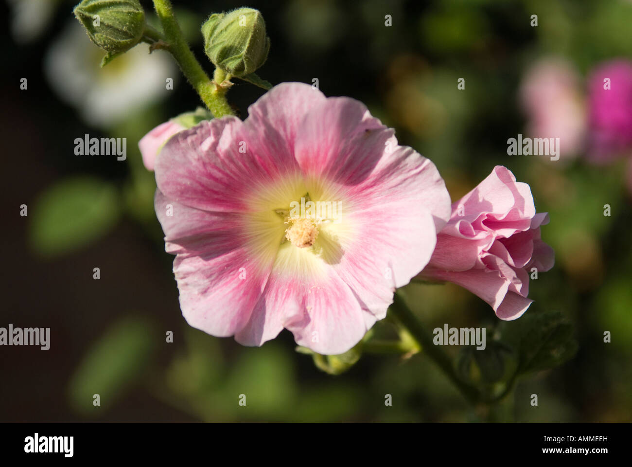 Stockrose Blume, gezeigt ist Appleblossom Soft rosa Blüte Vielzahl Alcea Rosea, die Quintessenz Bauerngarten-Blumen Stockfoto