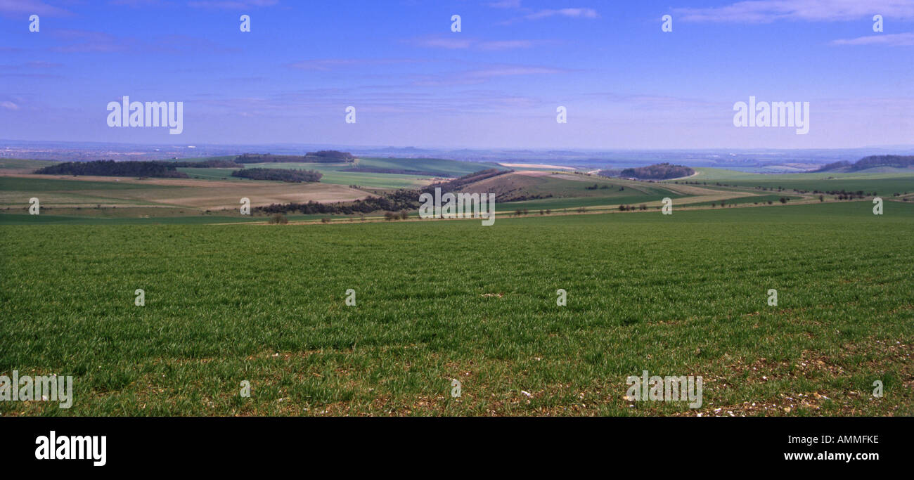 Berkshire Downs. Monokultur Ernte Feld von Fairmile bis Didcot Oxfordshire-England-April Stockfoto