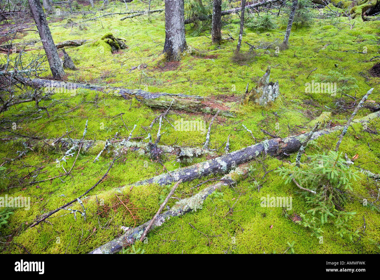 Protokolle-Zerfall in den moosigen Waldboden in diesem alten Fichtenwald auf Isle Au Haut in Maine s Acadia National Park Ente Har gefallen Stockfoto