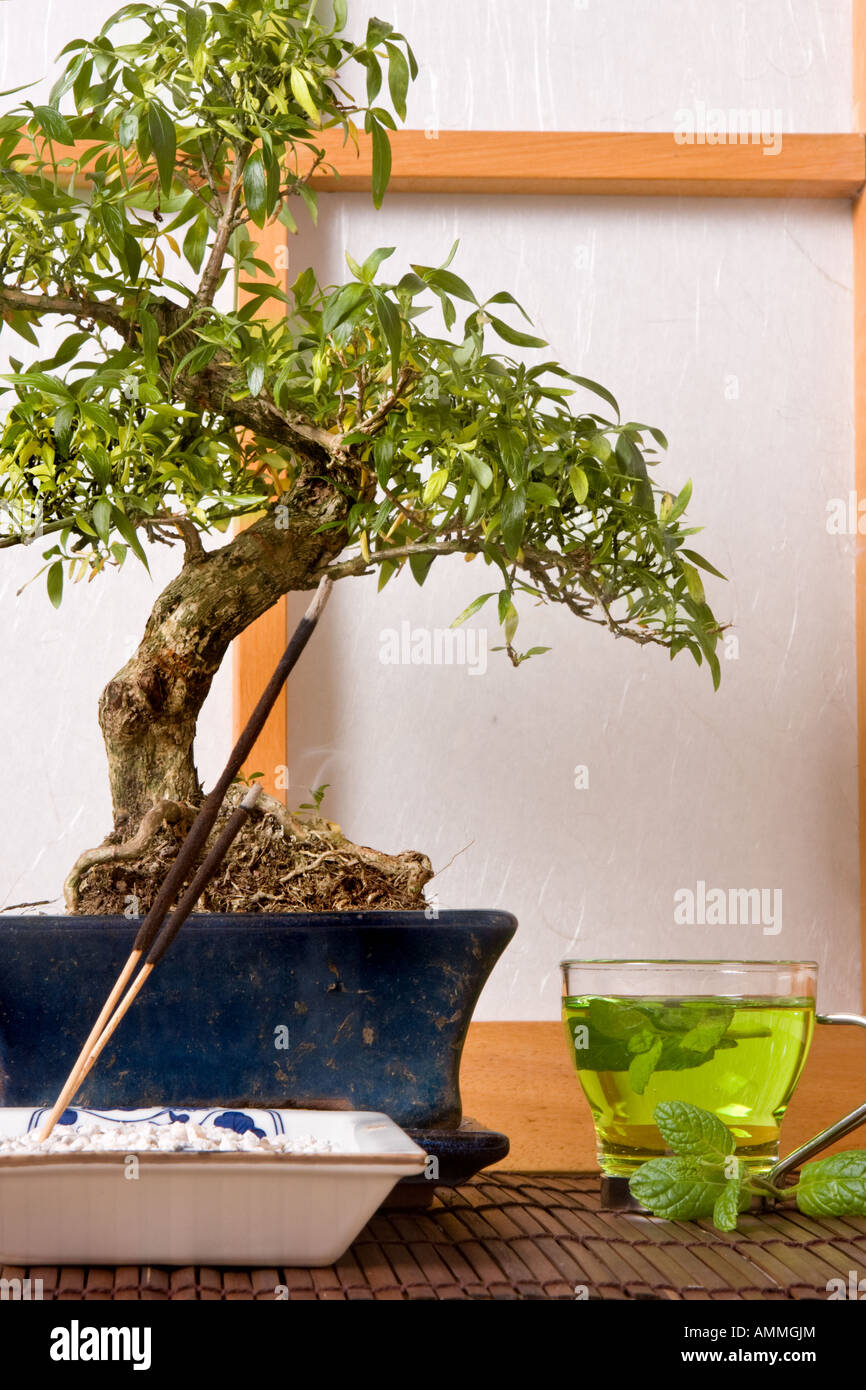 Grüner Tee Räucherstäbchen und bonsai Stockfoto