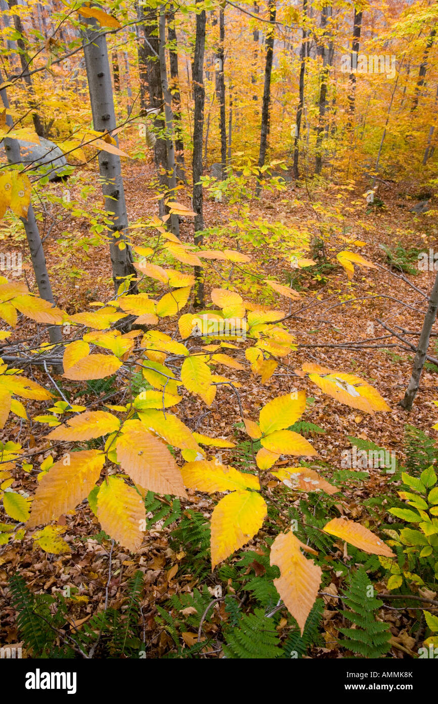 Nördlichen Laubwald in New Hampshire USA Stockfoto