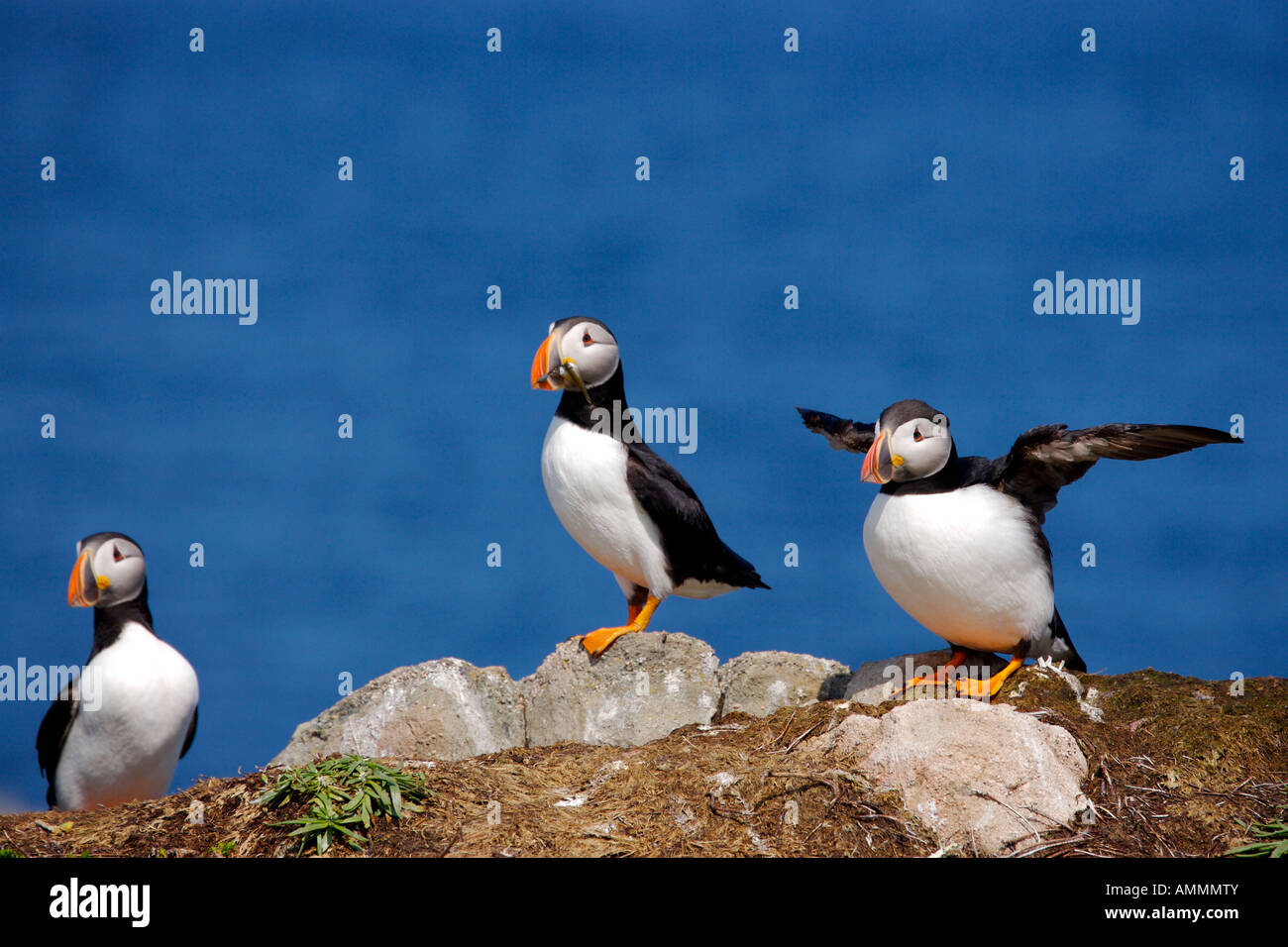 Papageitaucher, nisten auf Bird Island direkt an der Küste von Cape Bonavista Lighthouse, Neufundland und Labrador, Kanada. Stockfoto