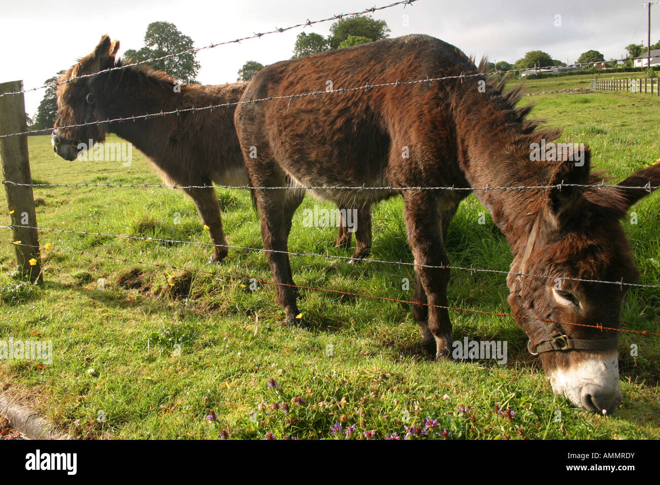 Esel im Feld in Belcarra Dorf in der Nähe von Castlebar, County Mayo, Irland Stockfoto