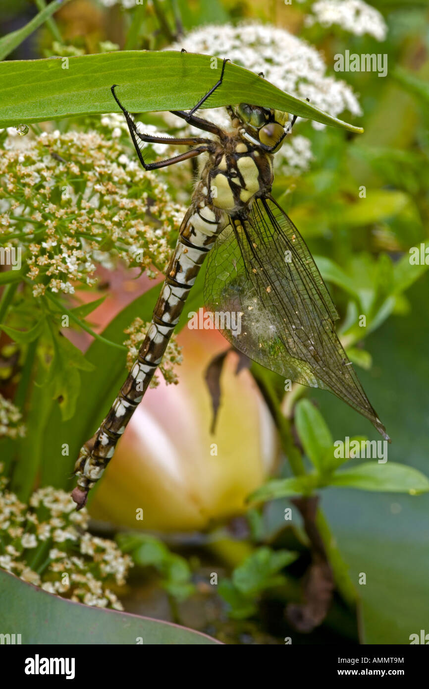 Südlichen Hawker (Aeshna Cyanea) entstanden frisch Erwachsene Libelle von aquatischen Nymphe Stadium - England UK Stockfoto