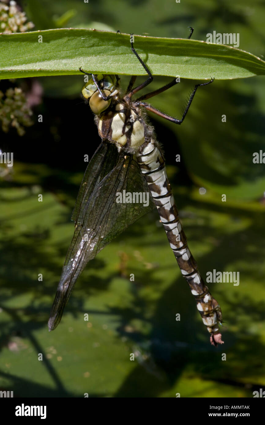 Südlichen Hawker (Aeshna Cyanea) entstanden frisch Erwachsene Libelle von aquatischen Nymphe Stadium - England UK Stockfoto