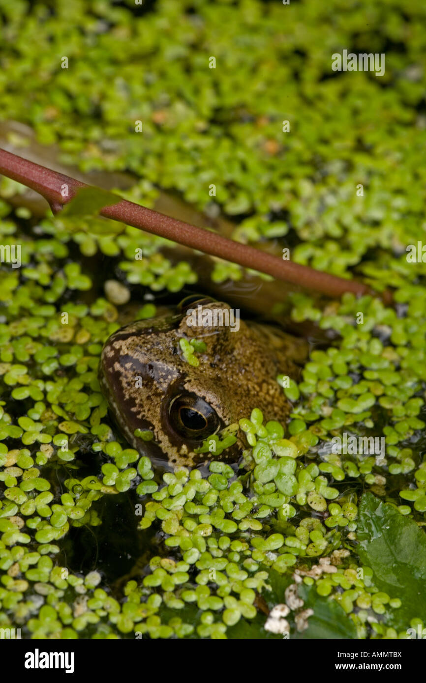 Gemeinsamen Frosch Rana Temporaria in Wasserlinsen England UK Stockfoto