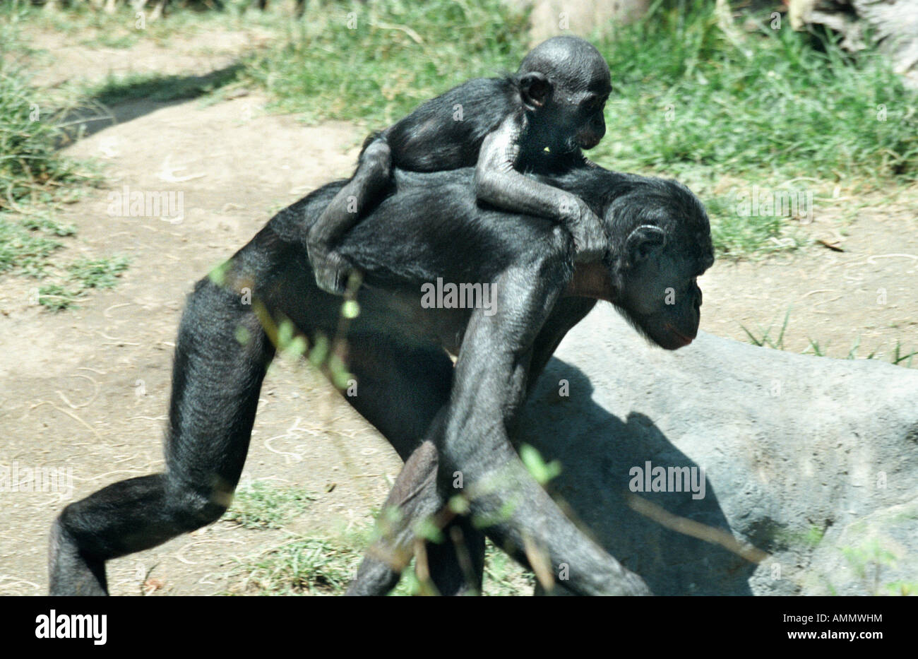PAN PANISCUS bedrohten tropischen RF ZAIRE Kongo Pygmy Schimpanse Zaire