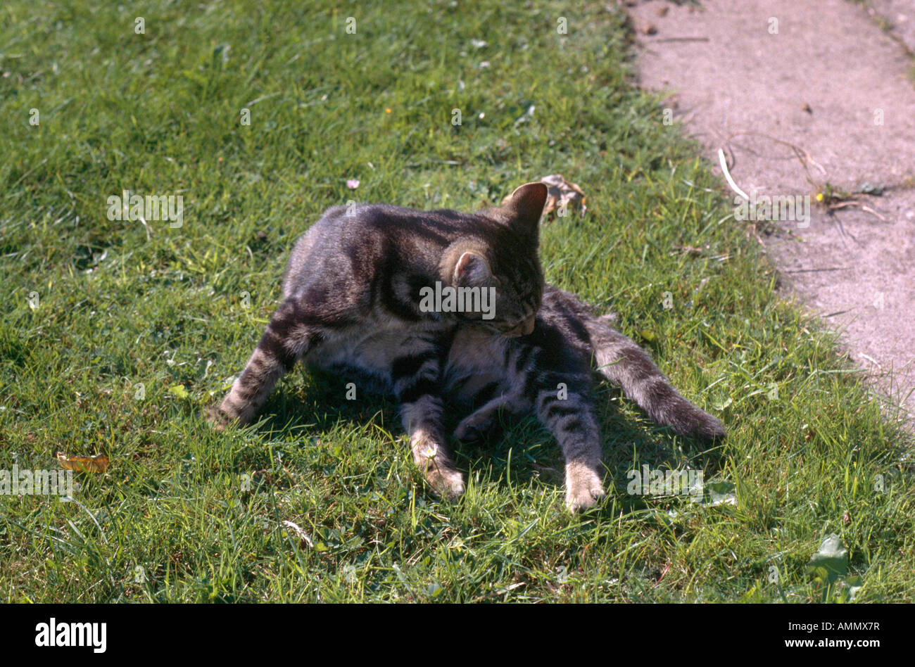 Tabby Kitten lecken sich drei Monate alten Gizmo Stockfoto
