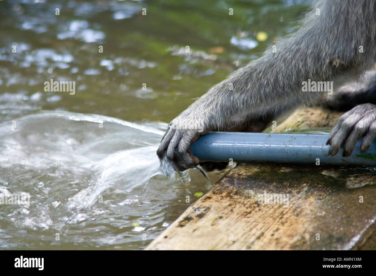 Spielen mit Wasserpfeife lange Tailed Makaken Macaca Fascicularis Affenwald Ubud Bali Indonesien Stockfoto