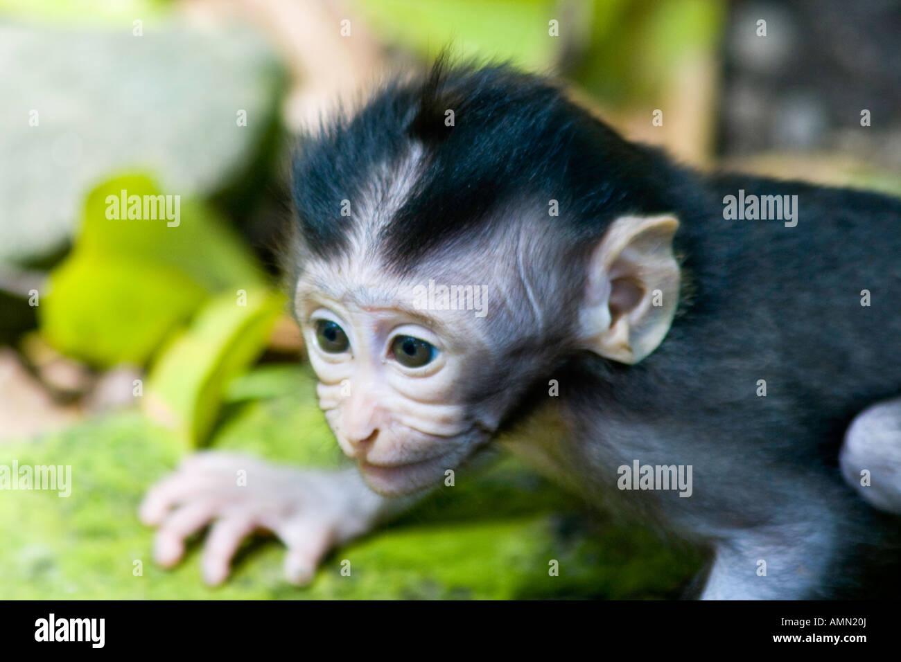 Baby lange Tailed Makaken Macaca Fascicularis Affenwald Ubud Bali Indonesien Stockfoto