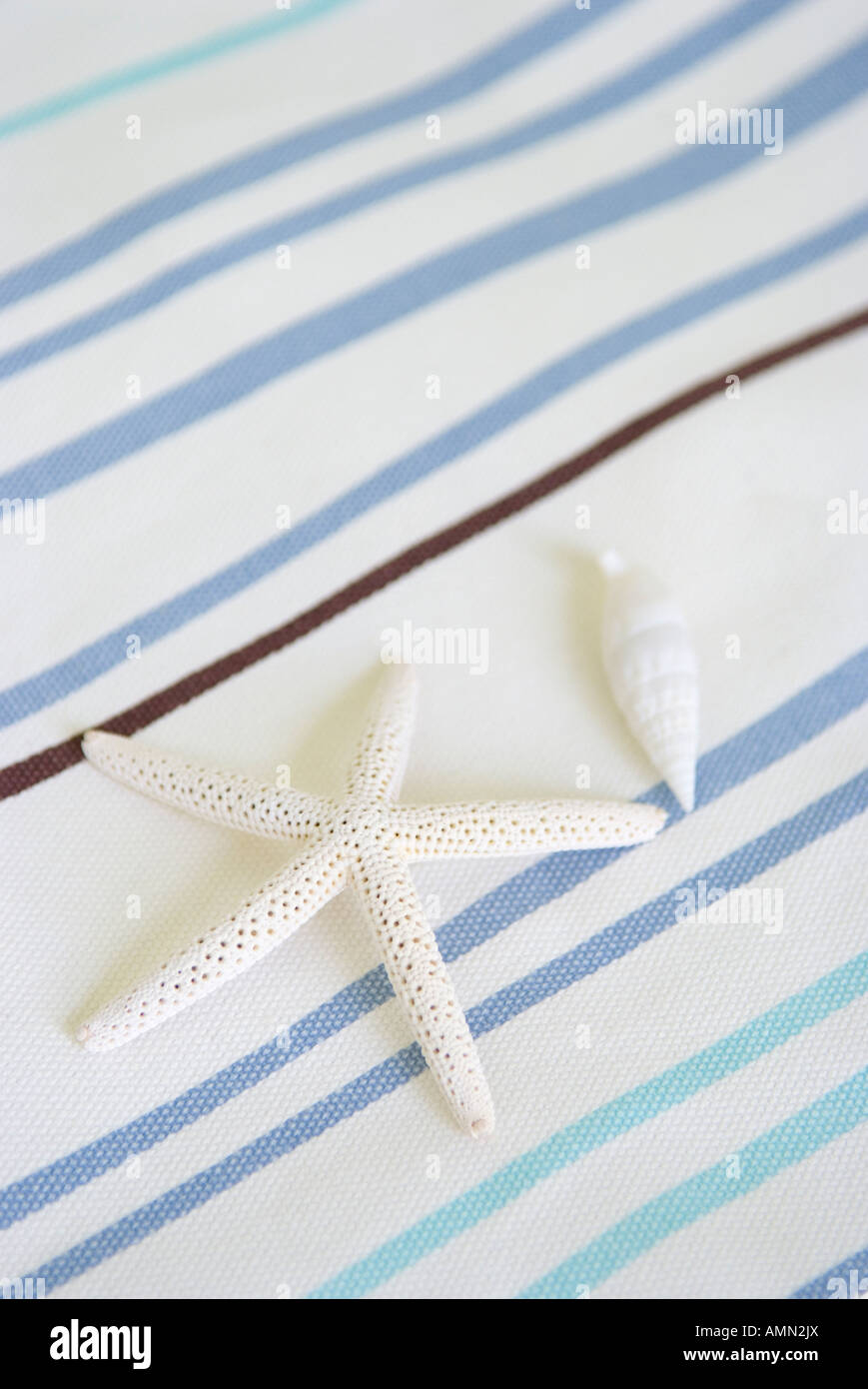 Seestern und Muschel Stockfoto