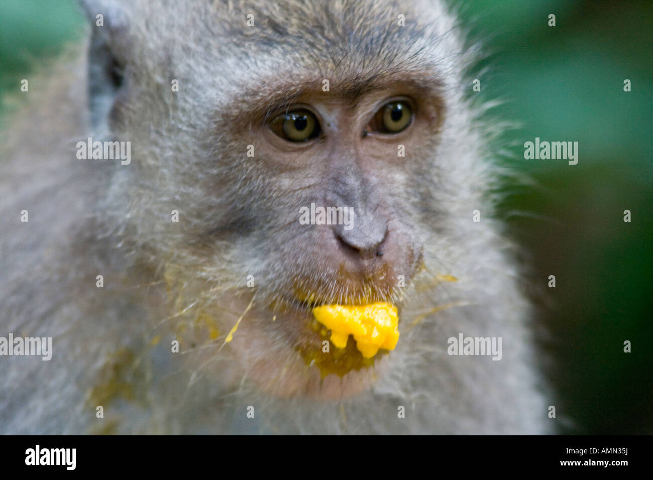Mango auf der Long-Tailed Makaken Macaca Fascicularis Affenwald Ubud Bali Indonesien Stockfoto