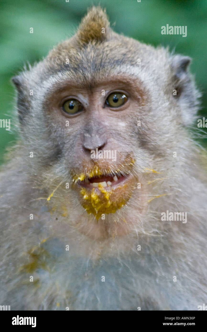 Mango auf der Long-Tailed Makaken Macaca Fascicularis Affenwald Ubud Bali Indonesien Stockfoto