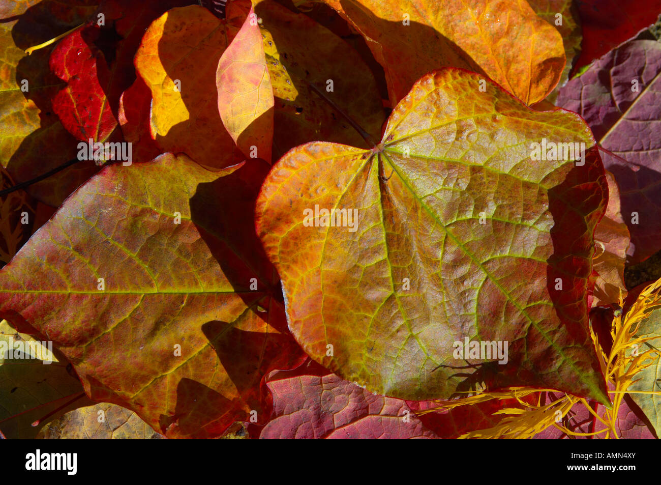 Herbst Blätter an einem Baum mit dem Licht, das durch Sie Stockfoto