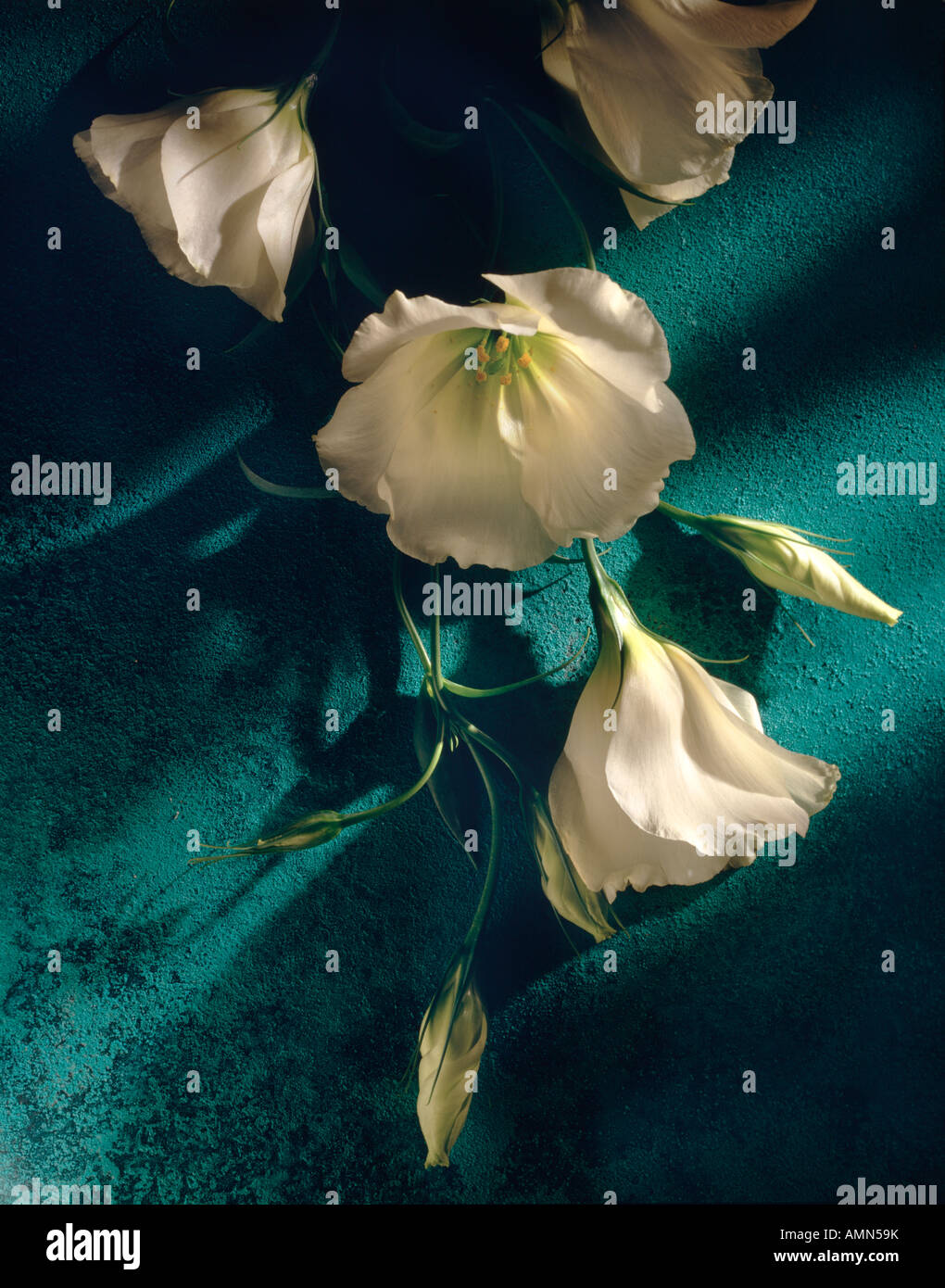 Weiße Blüten Stockfoto