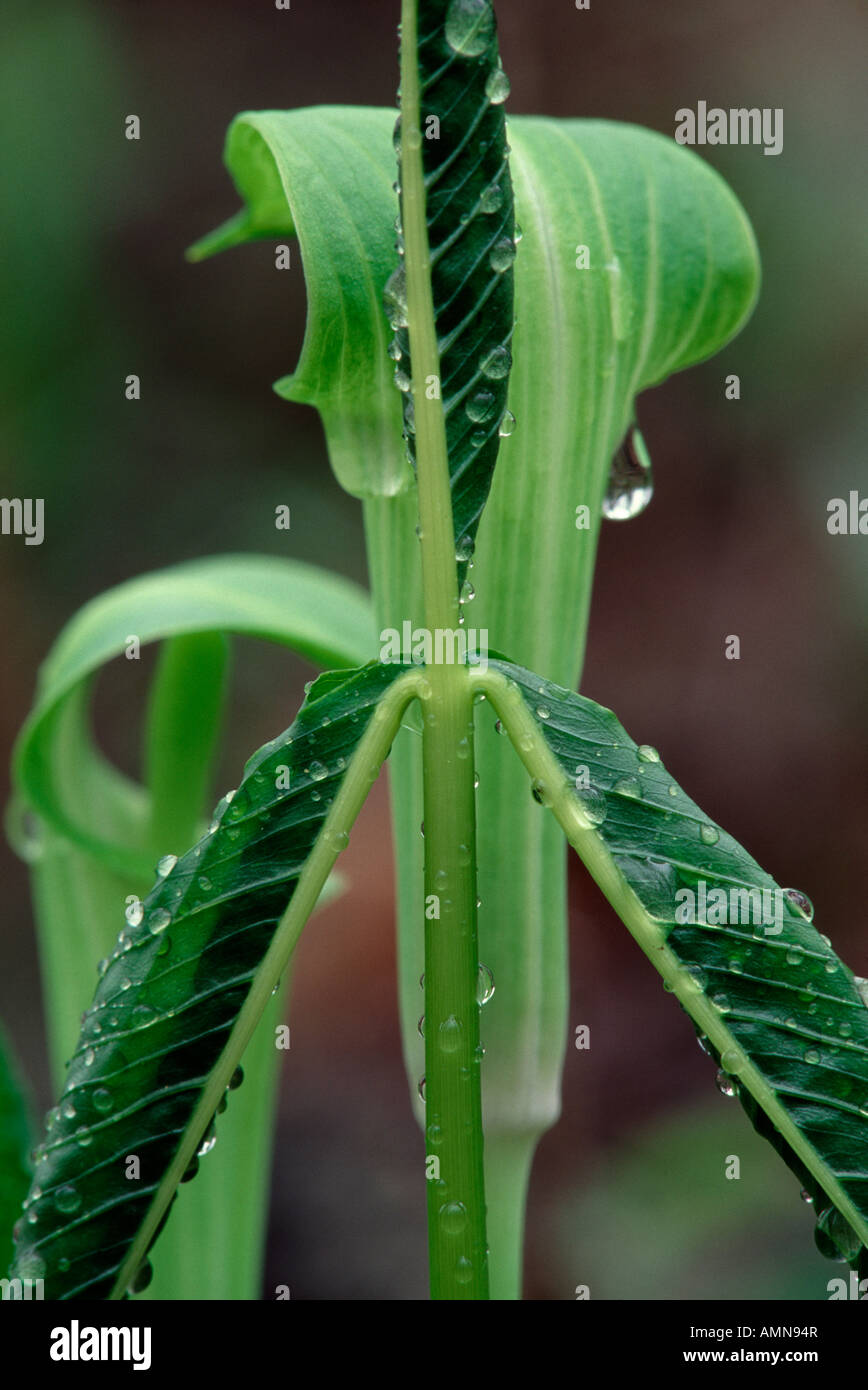 Jack-in-the-pulpit (Arisaema Triphyllum), Kette O' Lakes State Park, Indiana USA Stockfoto