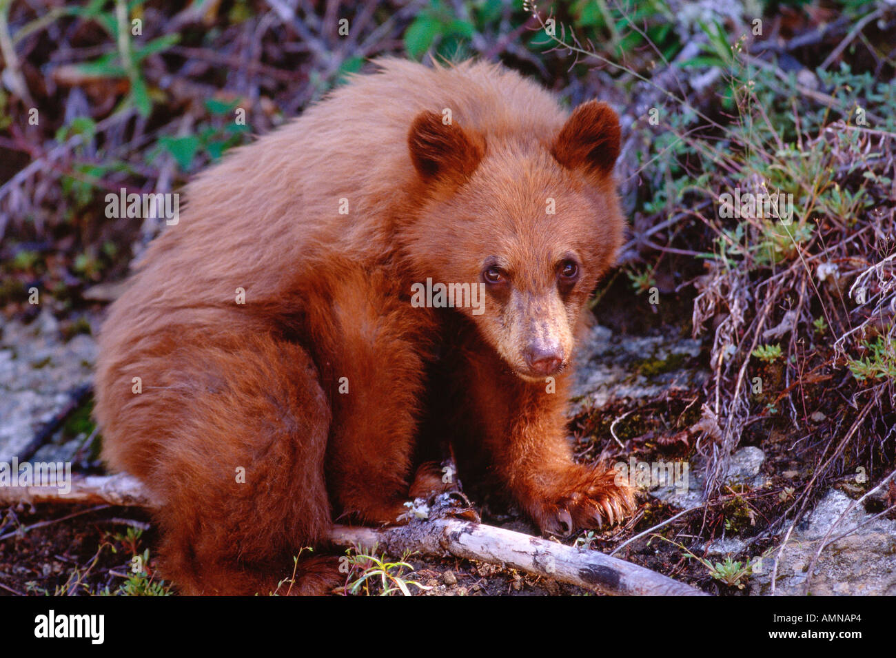 Bear Cub Stockfoto