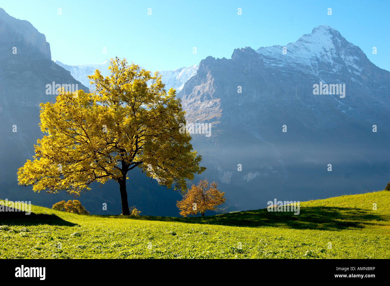 Herbst Baum mit Eiger. Grindelwald, Berner Oberland, Schweizer Alpen,  Schweiz Stockfotografie - Alamy
