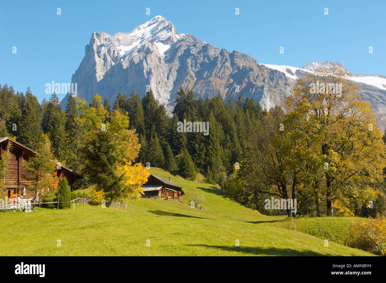 Almen vor Wetterhorn, im Herbst fallen. Grindelwald, Berner Oberland, Schweizer Alpen, Schweiz. Stockfoto