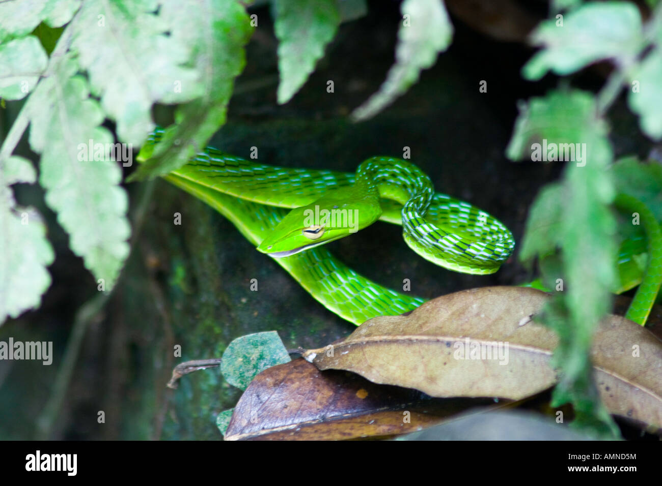 Kleine grüne Schlange Affenwald Ubud Bali Indonesien Stockfoto