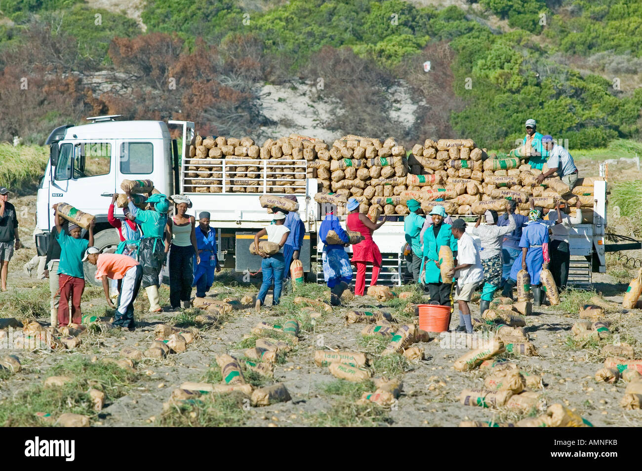 Schwarze Landarbeiter Kartoffeln ernten und Verladung auf LKW in Cape Town, South Africa Stockfoto