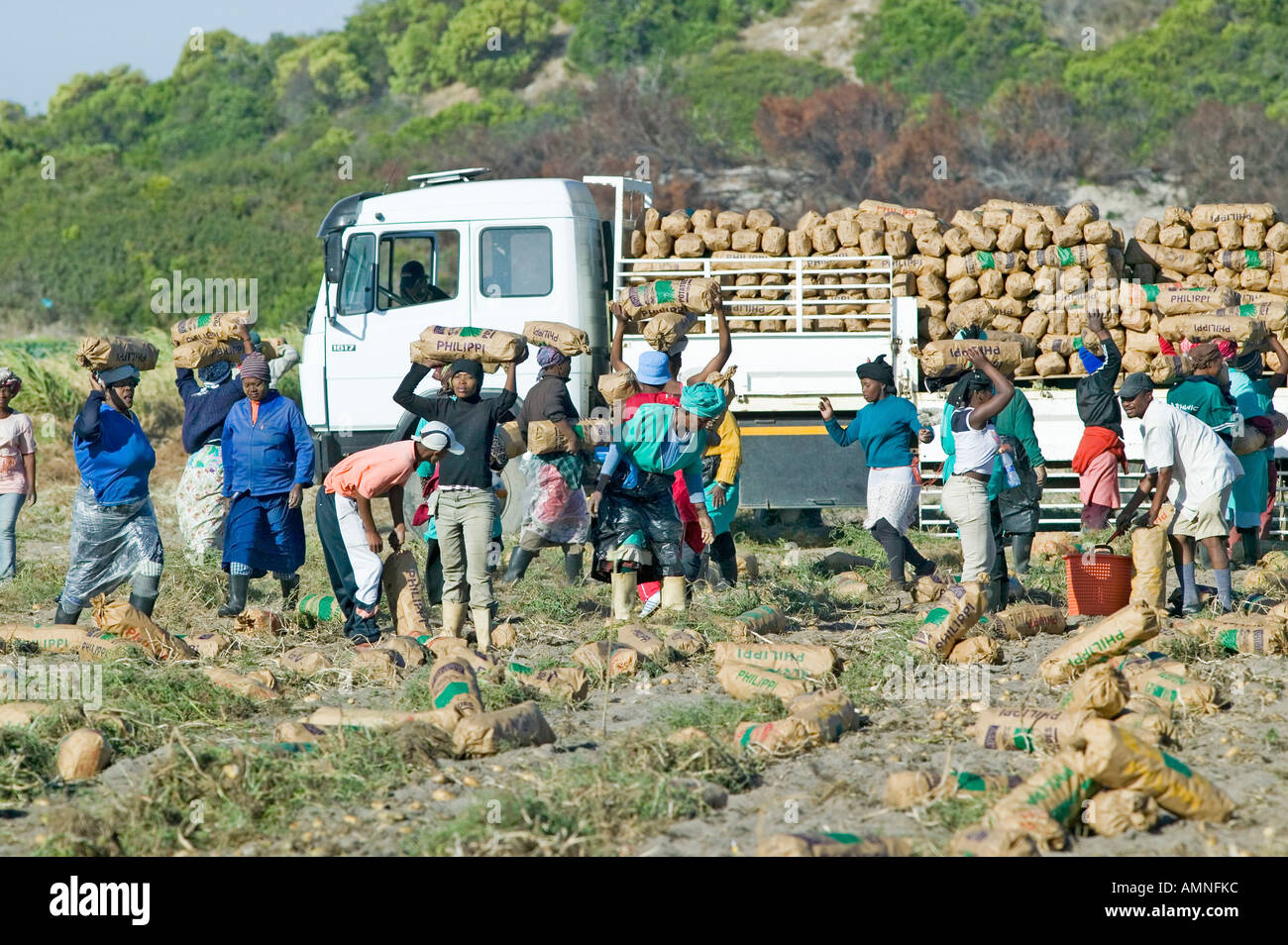 Schwarze Landarbeiter Kartoffeln ernten und Verladung auf LKW in Cape Town, South Africa Stockfoto
