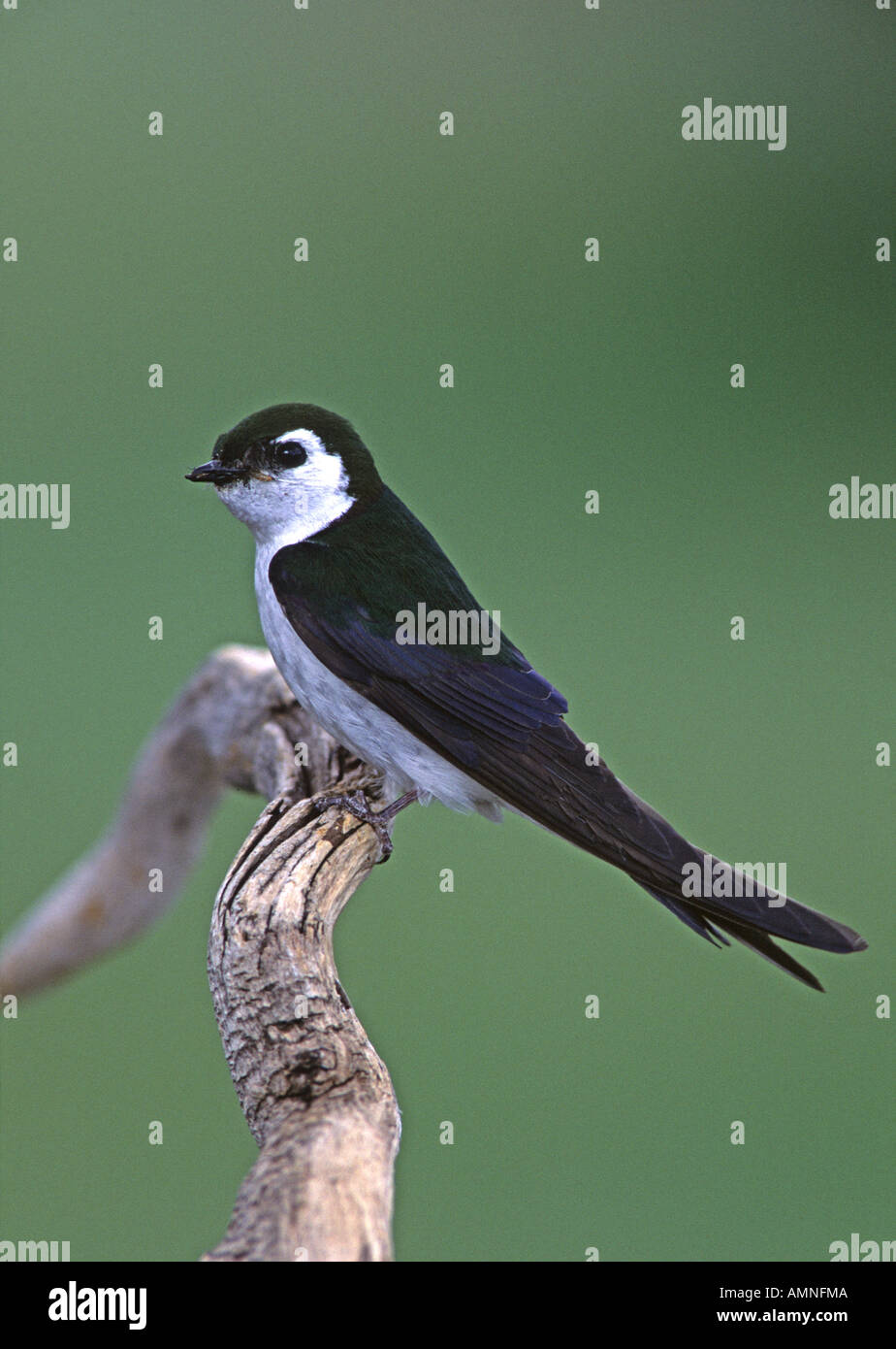 Violett grün Schwalbe vertikal Stockfoto