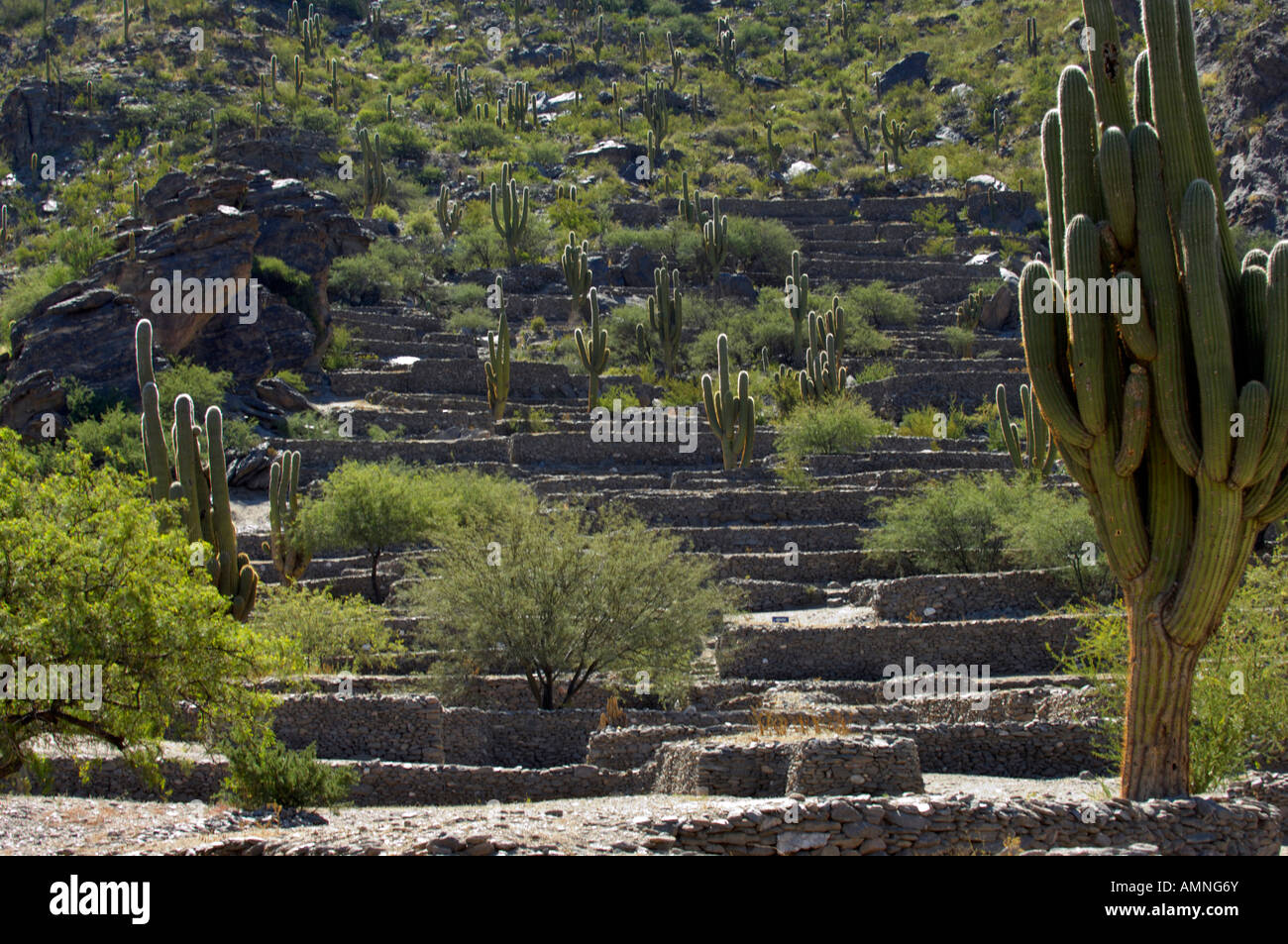 Die größtenteils überwucherten Ruinen von Quilmes, wo Kakteen im Überfluss Stockfoto