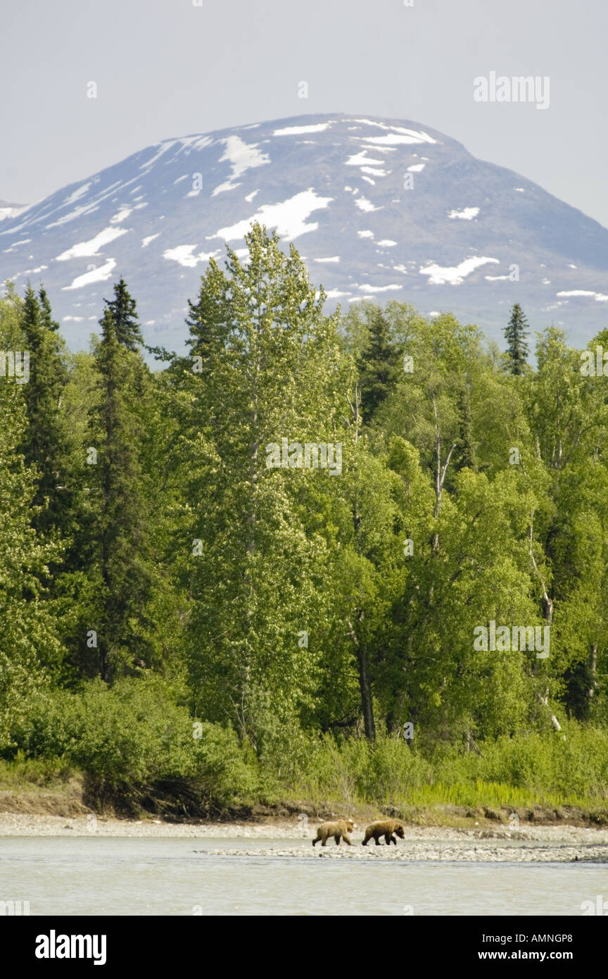 ALASKA DENALI ST PARK BROWN BEARS CROSSING TALKEETNA FLUSS MAHAYS JET BOOTSTOUREN Stockfoto