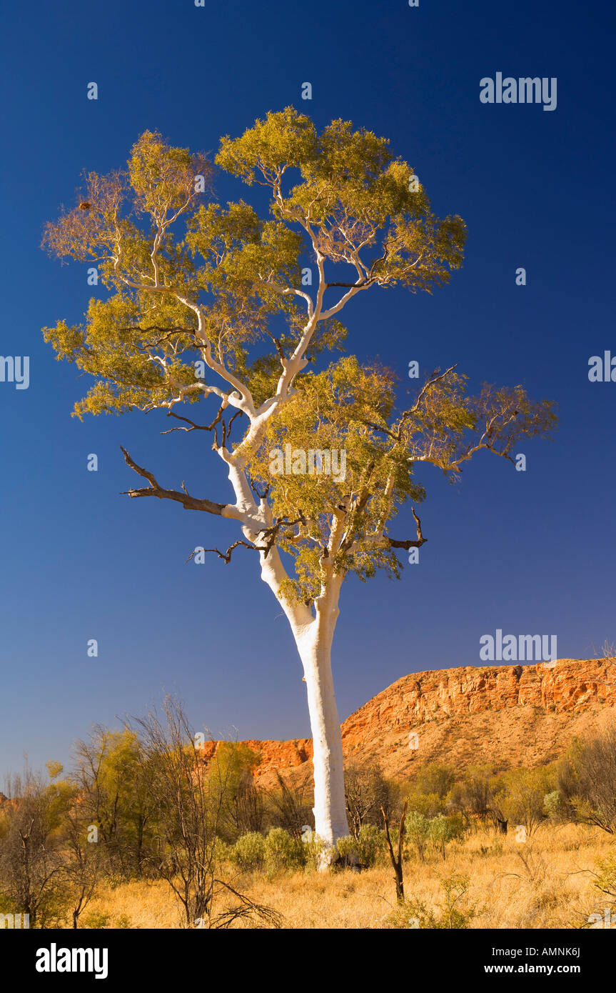 Ghost Gum Tree und West MacDonnell Ranges, West MacDonnell-Nationalpark, Northern Territory, Australien Stockfoto