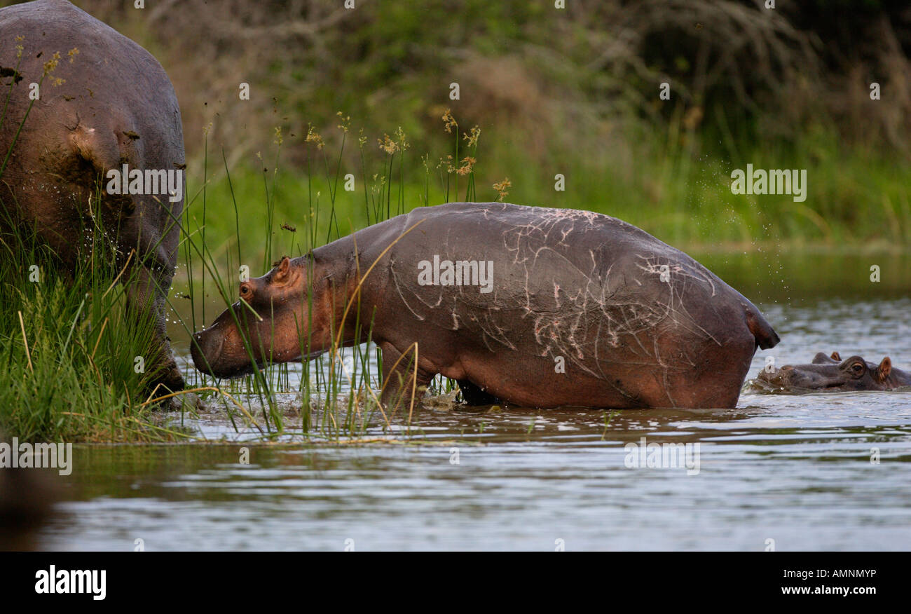 Baby Hippo Stockfoto