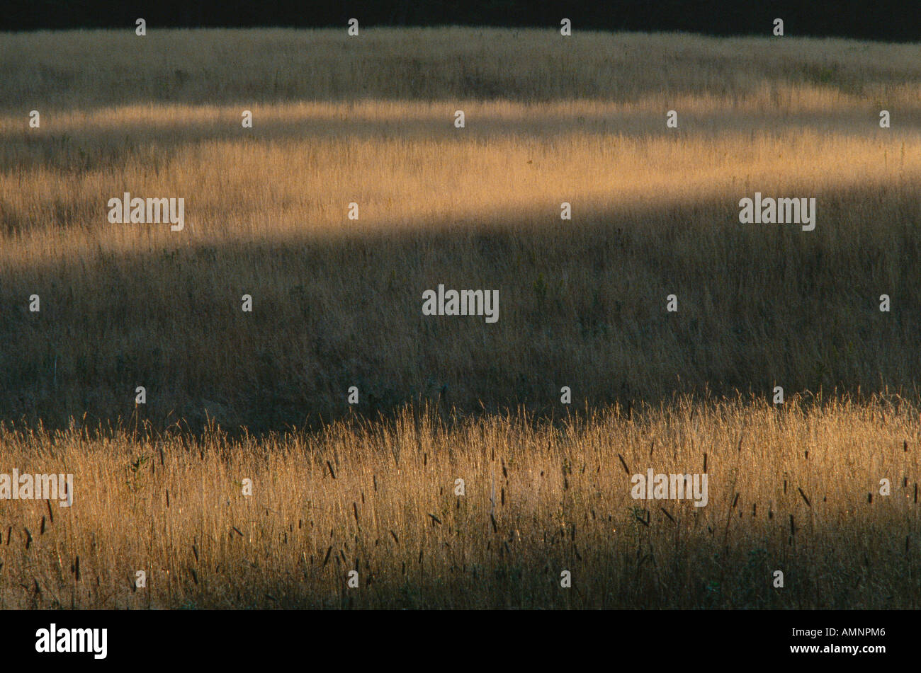 Morgendämmerung auf Wiese, Kingston, New Brunswick, Kanada Stockfoto