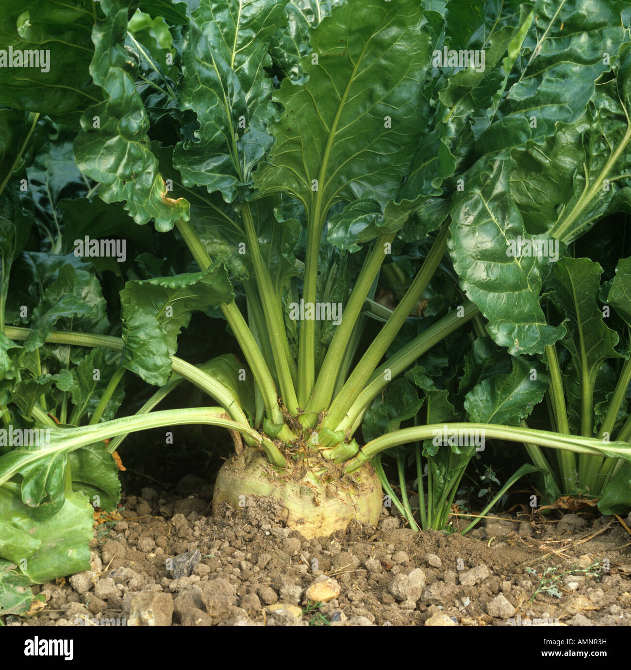 Reife Zuckerrüben Pflanze zeigen Spitze der Wurzel und Blätter Stockfoto