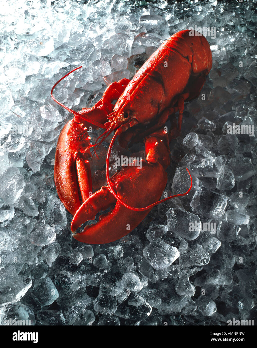 Ganzen gekochten Hummer in ihrer Schale auf crushed-Ice. frische Meeresfrüchte Stockfoto
