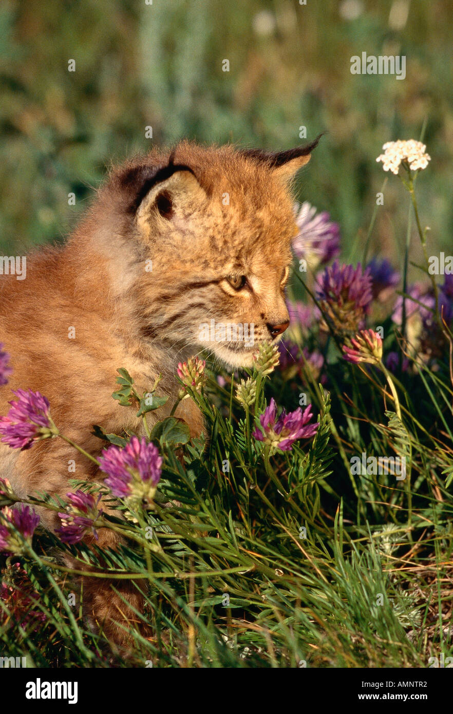 Sibirischer Luchs Kätzchen Stockfoto