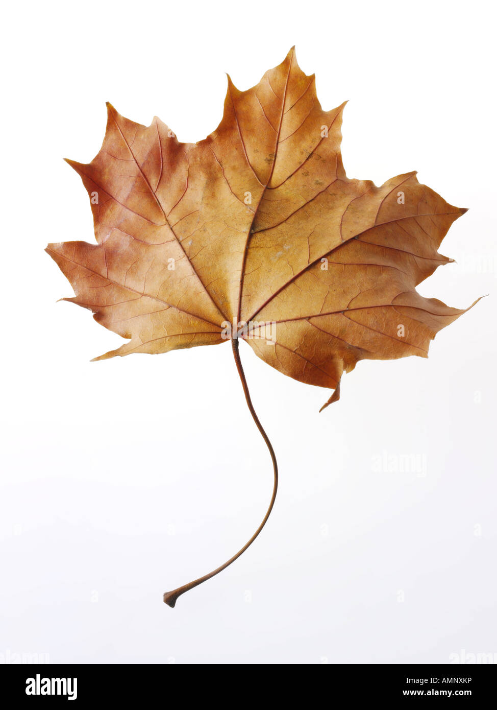 Individuelle einzelne Herbst Herbst Blatt vor weißem Hintergrund. Grafik auf weißen Hintergrund zum Ausschneiden. Stockfoto