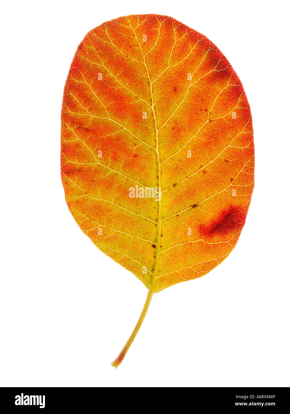 Individuelle einzelne Herbst Herbst Blatt vor weißem Hintergrund. Grafik auf weißen Hintergrund zum Ausschneiden. Stockfoto