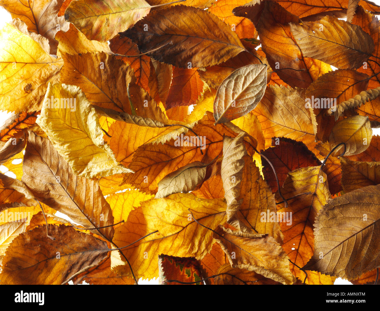 Gefallen, Herbst, die Blätter fallen übereinander gestapelt. Getrocknete bunte Blätter mit den warmen herbstlichen Farben und Texturen der Fall. Stockfoto