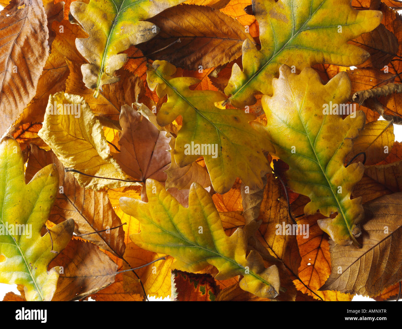 Gefallen, Herbst, die Blätter fallen übereinander gestapelt. Getrocknete bunte Blätter mit den warmen herbstlichen Farben und Texturen der Fall. Stockfoto