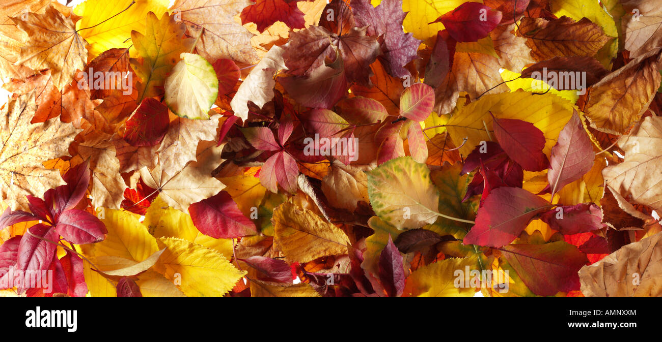 Blatt. Herbst, Blätter fallen. Natürliche Farben und Texturen. Stockfoto