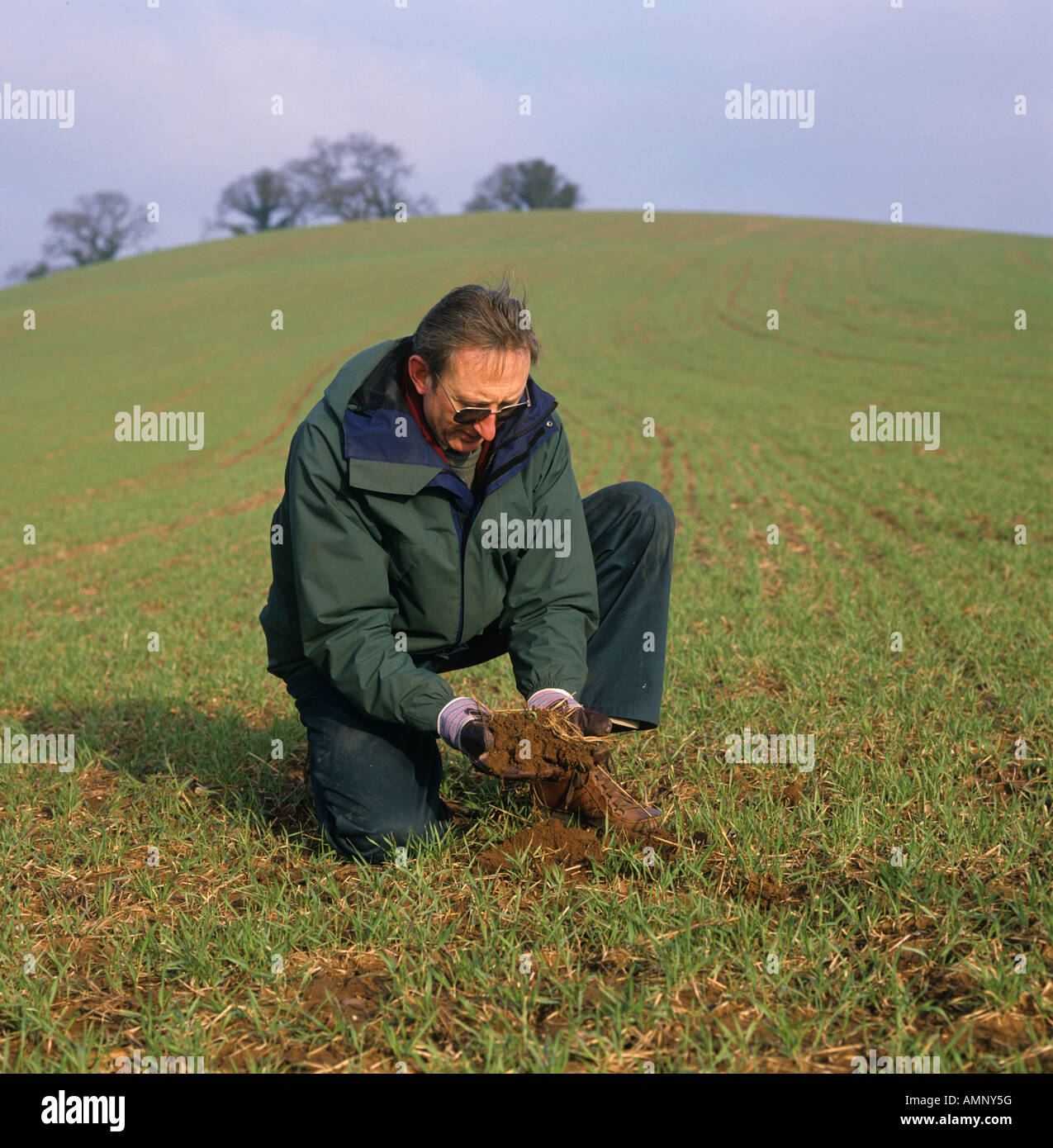 Landwirt mit Boden aus dem trashigen Saatbeet Stand in junge Weizenernte Devon Stockfoto
