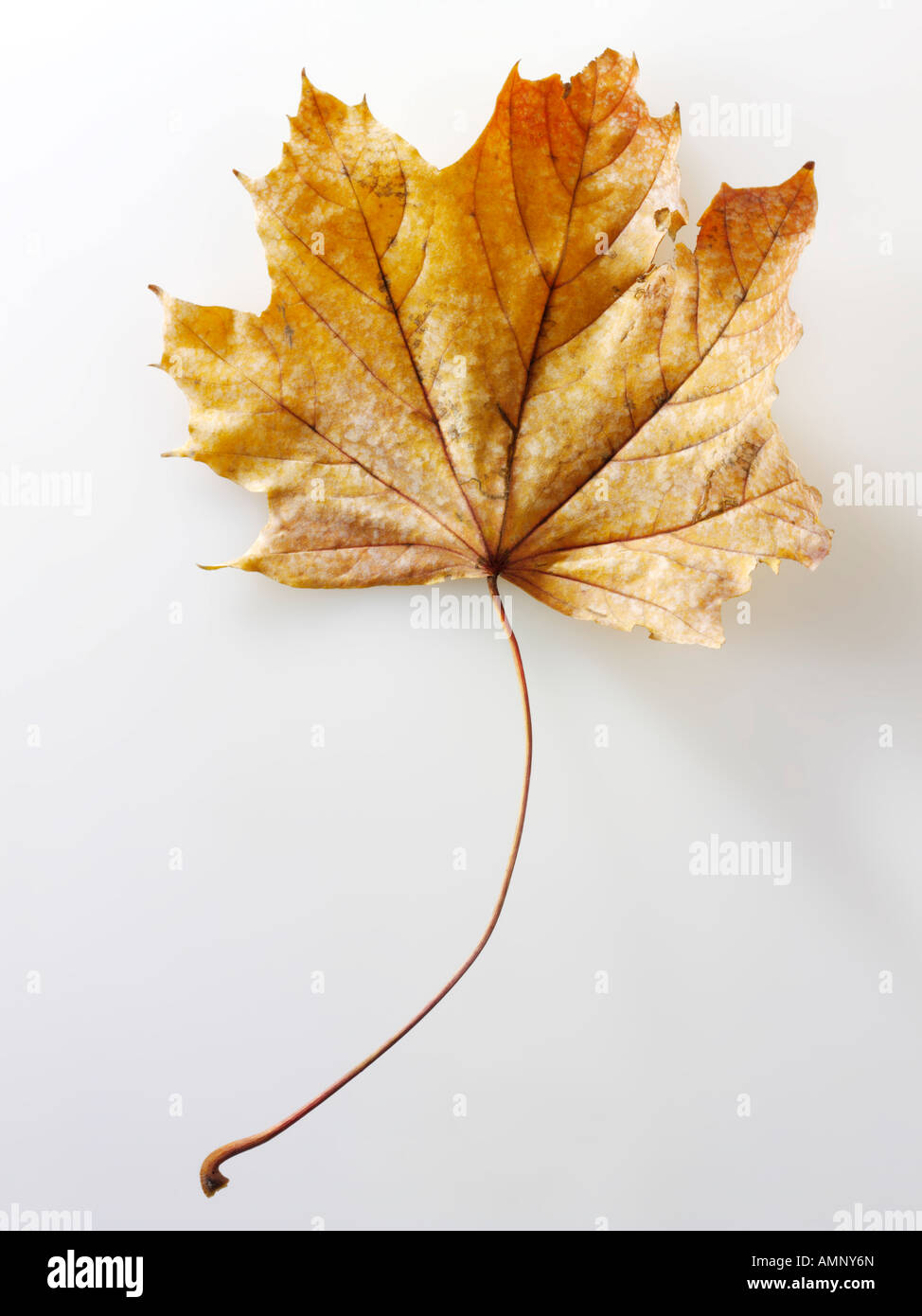 Herbst Blatt. Einzigen Fall Blatt gegen weiß. Natürliche Farben und Texturen. Stockfoto