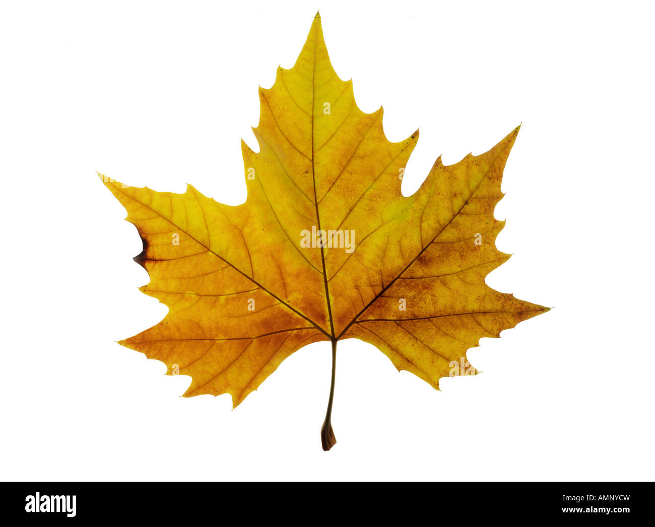 Herbst Blatt. Einzigen Fall Blatt gegen weiß. Natürliche Farben und Texturen. Stockfoto