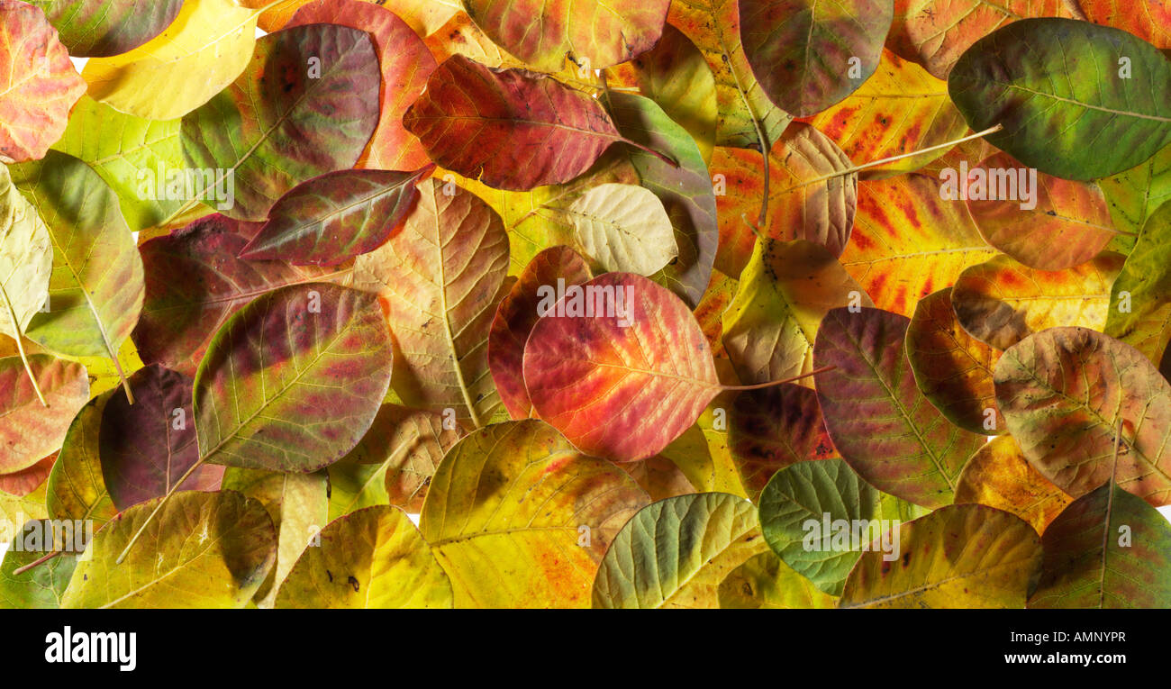 Blatt. Herbst, Blätter fallen. Natürliche Farben und Texturen. Stockfoto