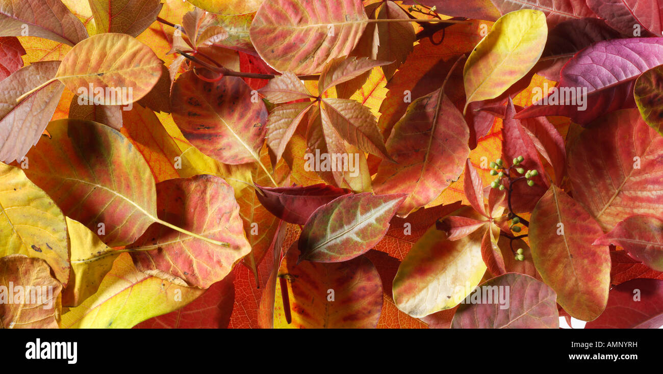 Blatt. Herbst, Blätter fallen. Natürliche Farben und Texturen. Stockfoto