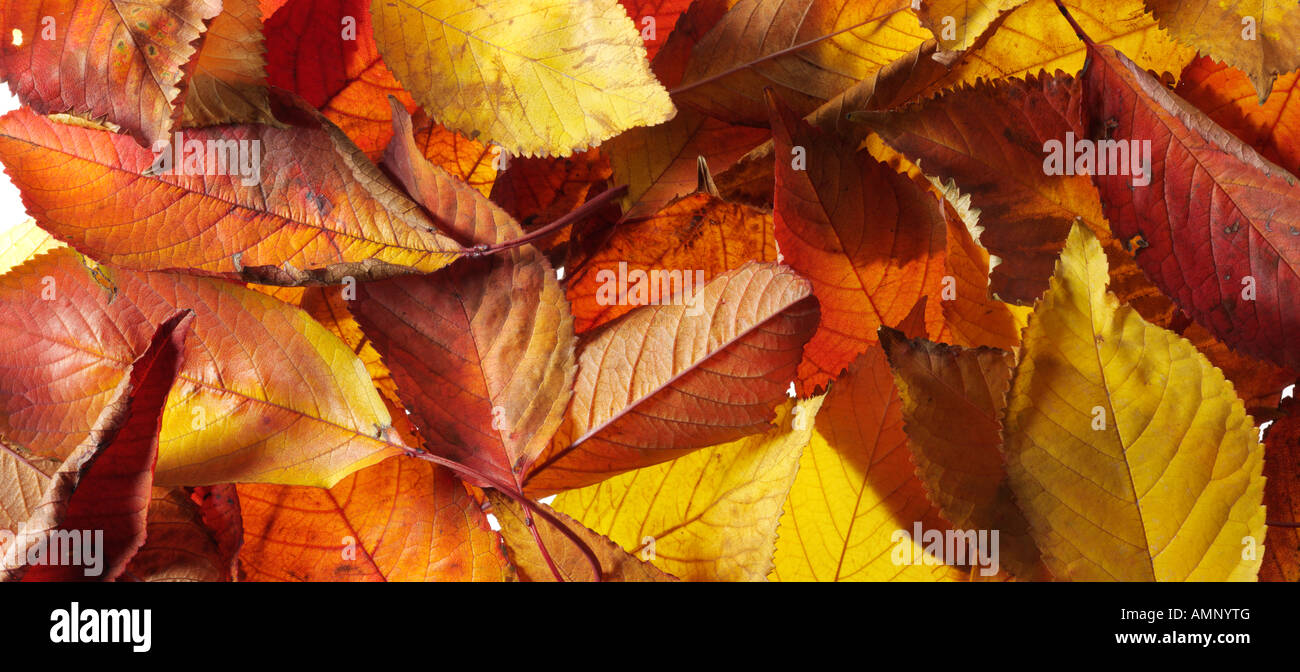 Blatt. Herbst, Blätter fallen. Natürliche Farben und Texturen. Stockfoto