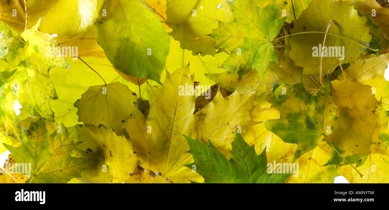 Blatt. Herbst, Blätter fallen. Natürliche Farben und Texturen. Stockfoto