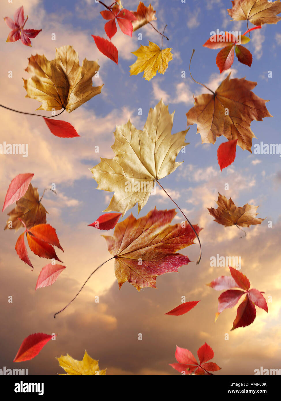 Fallende Blätter im Herbst gegen Sonnenuntergang bewölktem Himmel. Bunte Blätter und natürlichen Farben. Stockfoto
