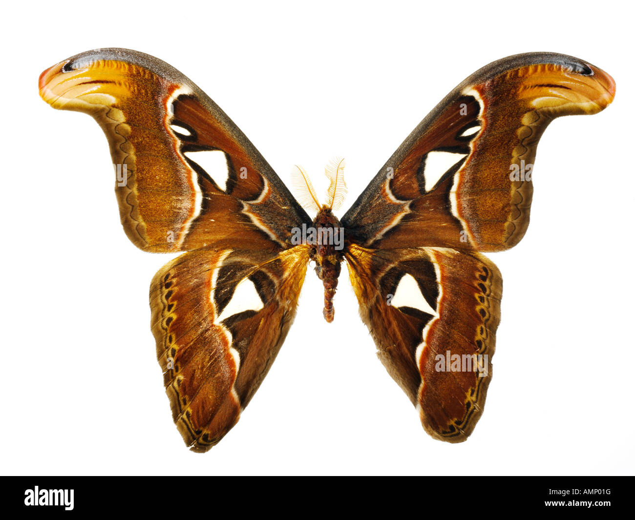 Nahaufnahme von einem Kaiser Motten Flügel, seine natürliche Texturen und Muster. Stockfoto